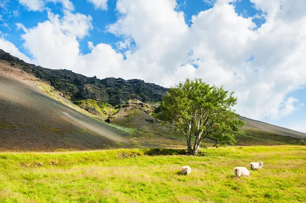 Bílá ovce na zelené trávě v horách. — Stock fotografie