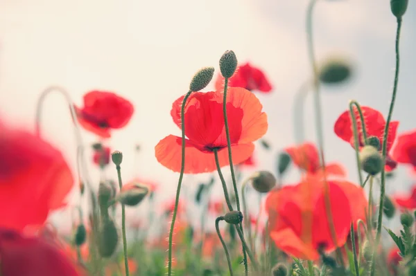 Червоні макові квіти в полі . — стокове фото