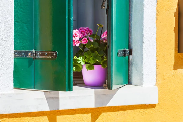 Flores rosadas en la ventana — Foto de Stock