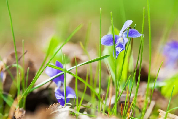 Violet flowers blooming in spring forest Stock Image