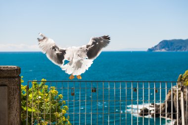 Çitin gidiyor martı