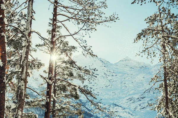 Floresta de inverno e montanhas no dia ensolarado — Fotografia de Stock