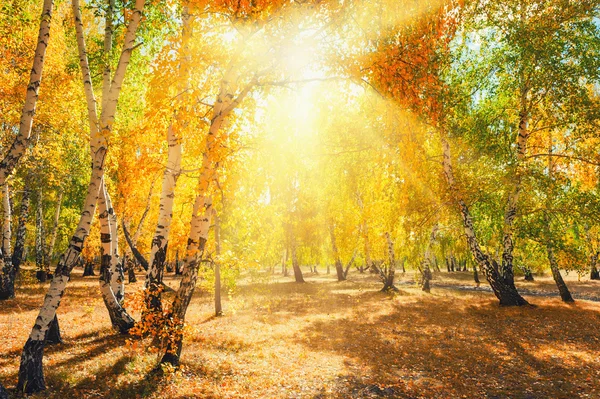 Autumn forest with yellow trees on a sunny day — Stock Photo, Image
