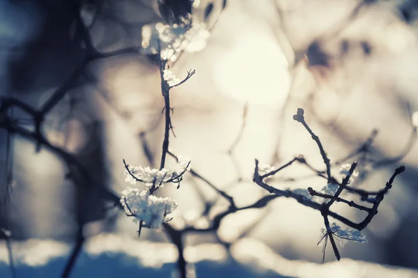 Neige sur les arbres en forêt hivernale — Photo