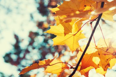 Sarı akçaağaç sonbahar ormanda güneşli gün bırakır.