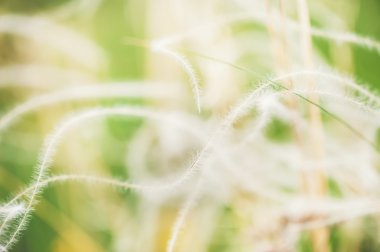 Yaz ormandaki yabani otlar