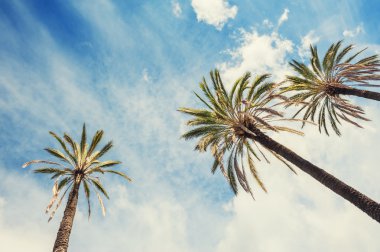 Mavi gökyüzüne karşı tropikal plaj avucunda. 