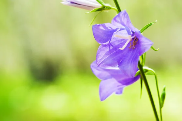 Красиві квіти блакитного кольору в літньому лісі — стокове фото