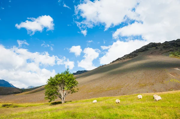 Ovejas blancas en la hierba verde en las montañas, Islandia —  Fotos de Stock