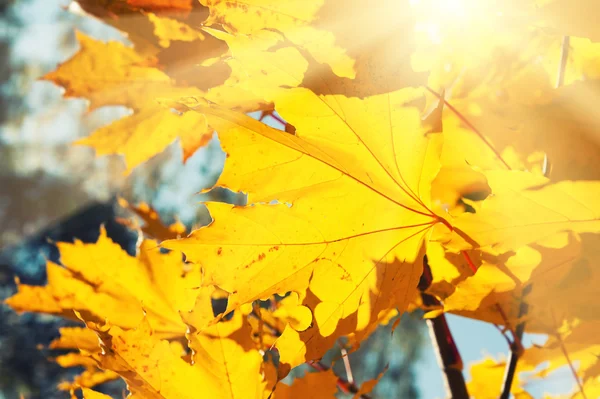 晴れた日に秋の森黄色のカエデの葉します。. — ストック写真