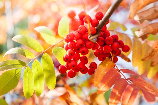 Осеннее рябиновое дерево с красными ягодами — стоковое фото