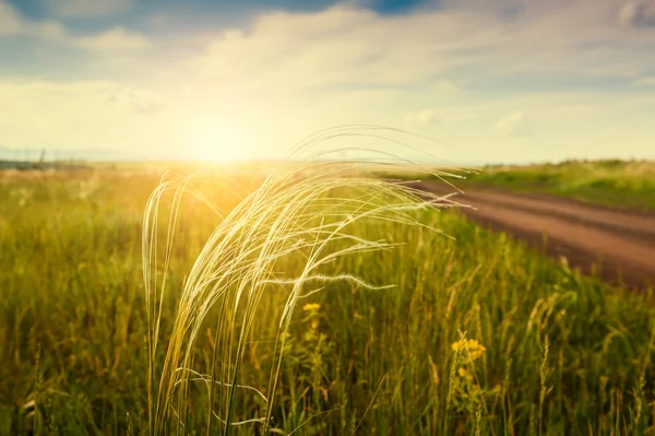 Wild grass in a field at sunset — Stock Photo, Image