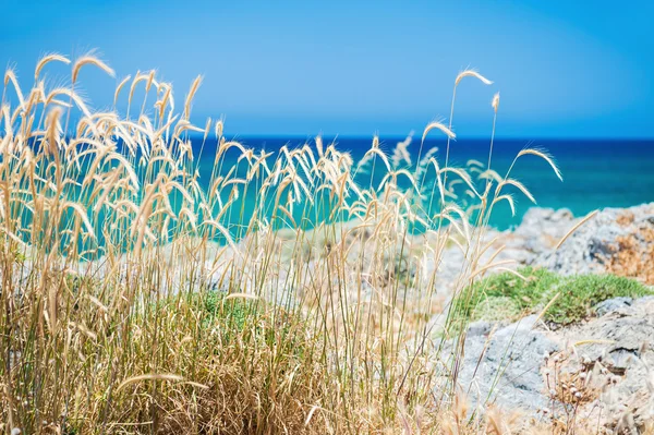 Wild wheat on the sea coast — Stock Photo, Image