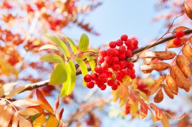 Sonbahar rowan ağacı ile kırmızı meyveler ve renkli yaprakları. 