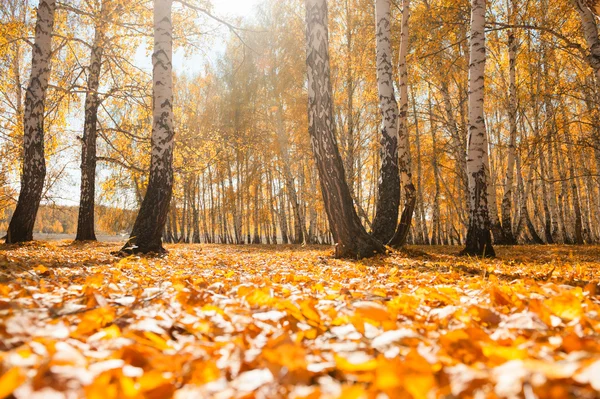 Güneşli bir gün, sonbahar ormandaki sarı yapraklar — Stok fotoğraf