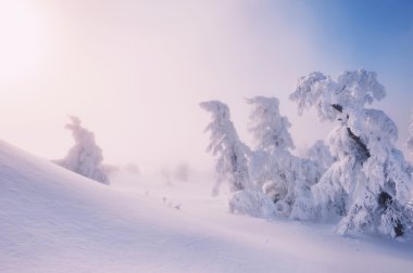 Kış ormandaki ağaçlar karla kaplı