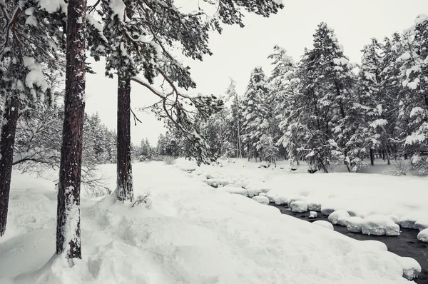 Winter forest and river after snowfall. — Stock Photo, Image