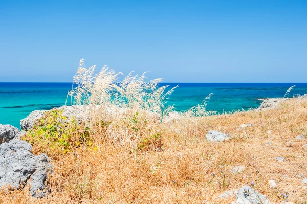 Belle côte maritime avec des herbes sauvages — Photo