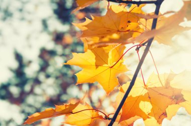 Sarı akçaağaç bir ormanda güneşli gün bırakır.. 