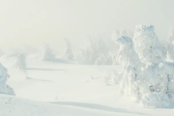 Zasněžené stromy v zimě lese. — Stock fotografie