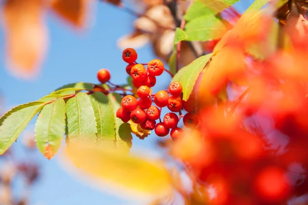 Осеннее рябиновое дерево с красными ягодами и разноцветными листьями — стоковое фото