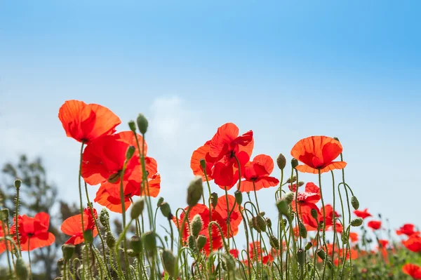 Rode papaver bloemen in een veld. — Stockfoto