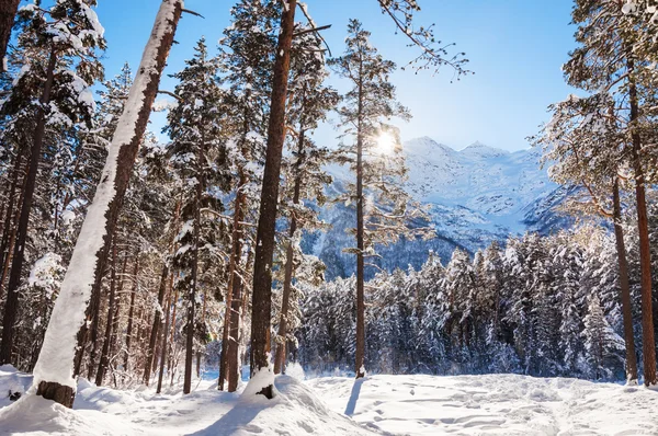 Foresta invernale e montagne nella giornata di sole . — Foto Stock