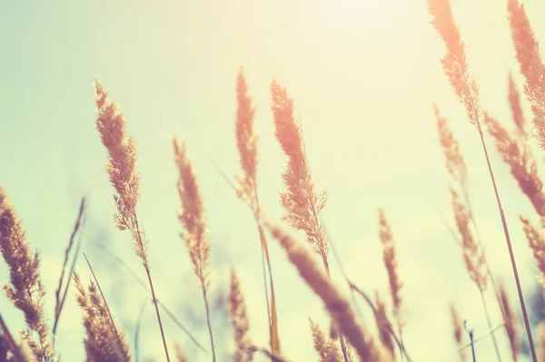 Wild grasses in a field at sunset — Stock Photo, Image