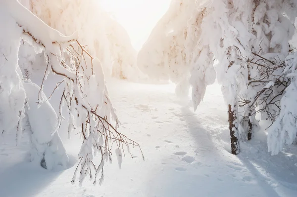 Árboles cubiertos de nieve en el bosque de invierno — Foto de Stock