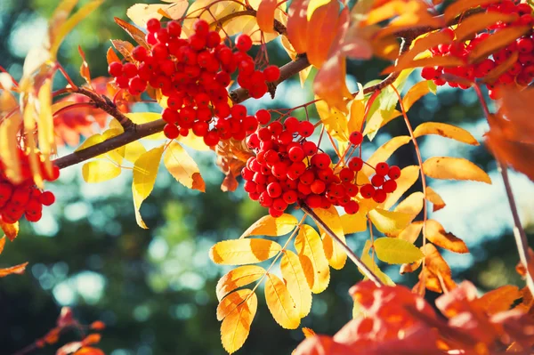 Осеннее рябиновое дерево с красными ягодами — стоковое фото