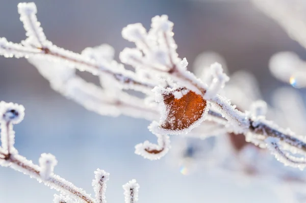 Hoarfrost na árvore na floresta de inverno — Fotografia de Stock
