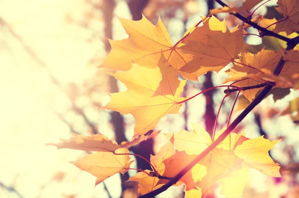 Gele maple vertrekt in een forest zonnige dag. — Stockfoto