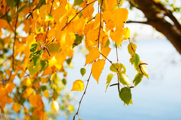Tree with yellow autumn leaves on lake — Stock Photo, Image