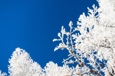 Hoarfrost ağaçlar ve koyu mavi gökyüzü