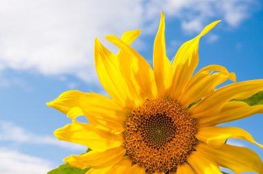 Mavi gökyüzü güzel sarı ayçiçeği