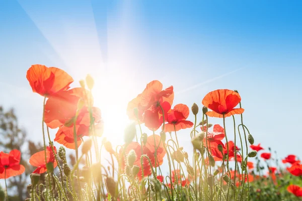 Campo con hermosas flores de amapola roja — Foto de Stock