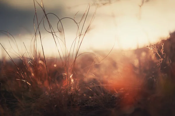 Gramíneas Secas Outono Uma Floresta Pôr Sol Imagem Macro Profundidade — Fotografia de Stock