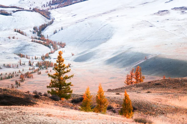 Snow Covered Mountains Yellow Trees Autumn Landscape Kurai Steppe Altai — Stock Photo, Image