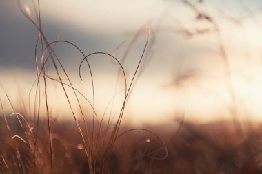 Gün batımında bir ormanda kuru sonbahar otları. Makro görüntü, yüzeysel alan derinliği. Güzel sonbahar doğa arka planı