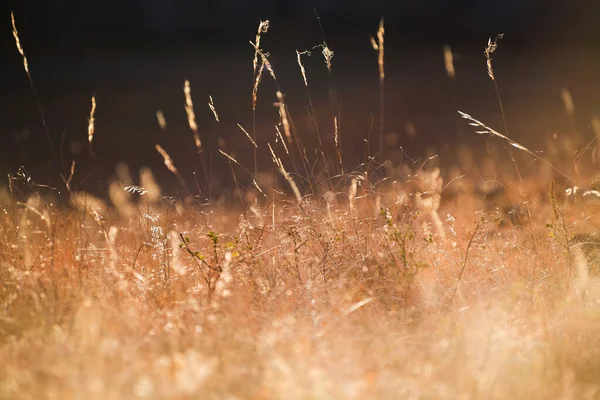 Gramíneas Secas Outono Uma Floresta Pôr Sol Imagem Macro Profundidade — Fotografia de Stock