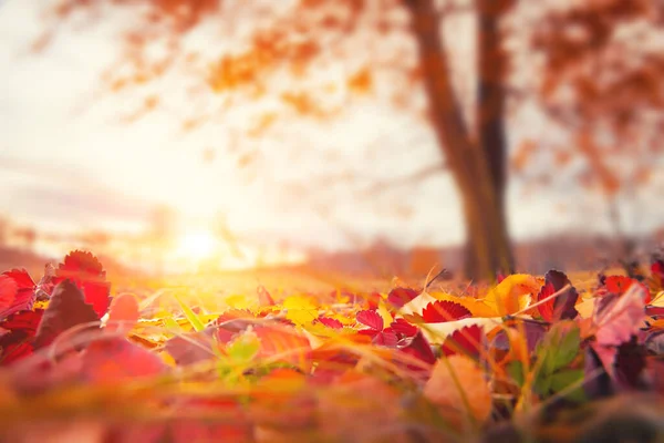 Foglie Autunnali Gialle Cadute Nella Foresta Tramonto Immagine Macro Profondità — Foto Stock