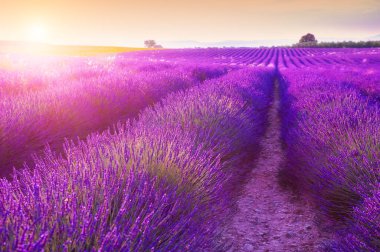 Fransa 'nın Provence şehrinde günbatımında lavanta çiçekleri. Seçici odaklanma. Güzel yaz manzarası