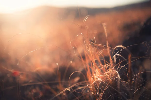 Gramíneas Secas Outono Uma Floresta Pôr Sol Imagem Macro Profundidade — Fotografia de Stock