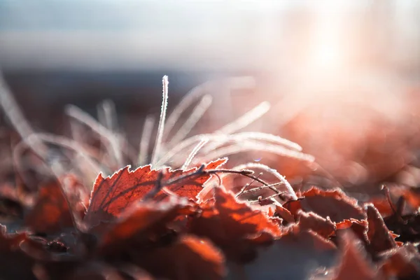 Sonbahar Ormanında Gündoğumunda Sarı Sonbahar Yapraklarında Kırağı Makro Görüntü Yüzeysel — Stok fotoğraf