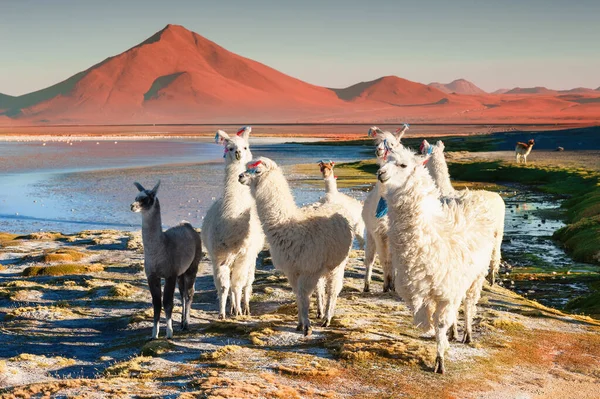 Белые Альпаки Лагуне Колорада Альтиплано Боливия Дикая Природа Южной Америки — стоковое фото