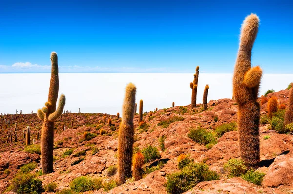 Grandes Cactos Verdes Isla Incahuasi Salar Uyuni Salar Altiplano Bolivia — Foto de Stock