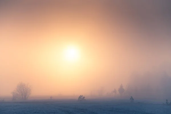 Спухлий Схід Сонця Зимовому Лісі Дерева Хрипким Морозом Туманний Ранок — стокове фото