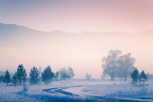 Dimmig Soluppgång Vinterskogen Träd Med Hes Den Dimmiga Morgonen Vackert — Stockfoto