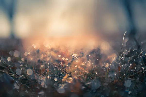 Frosted Plants Autumn Forest Sunrise Macro Image Shallow Depth Field — Stock Photo, Image