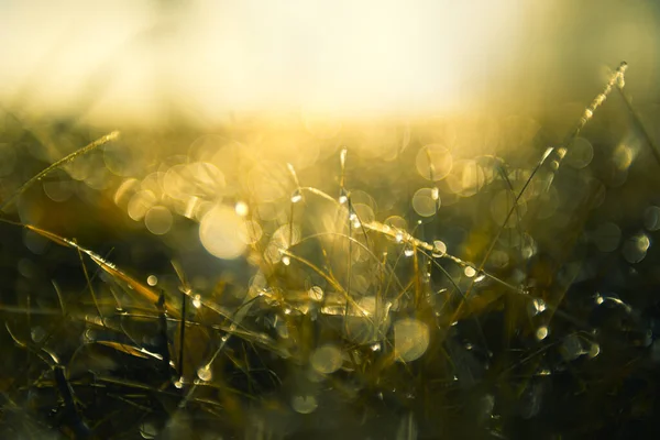 Erba Verde Con Rugiada Mattutina All Alba Immagine Macro Profondità — Foto Stock